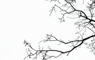 The-Survival-Game-How-Strategic-Winter-Care-Prevents-Permanent-Tree-Decline