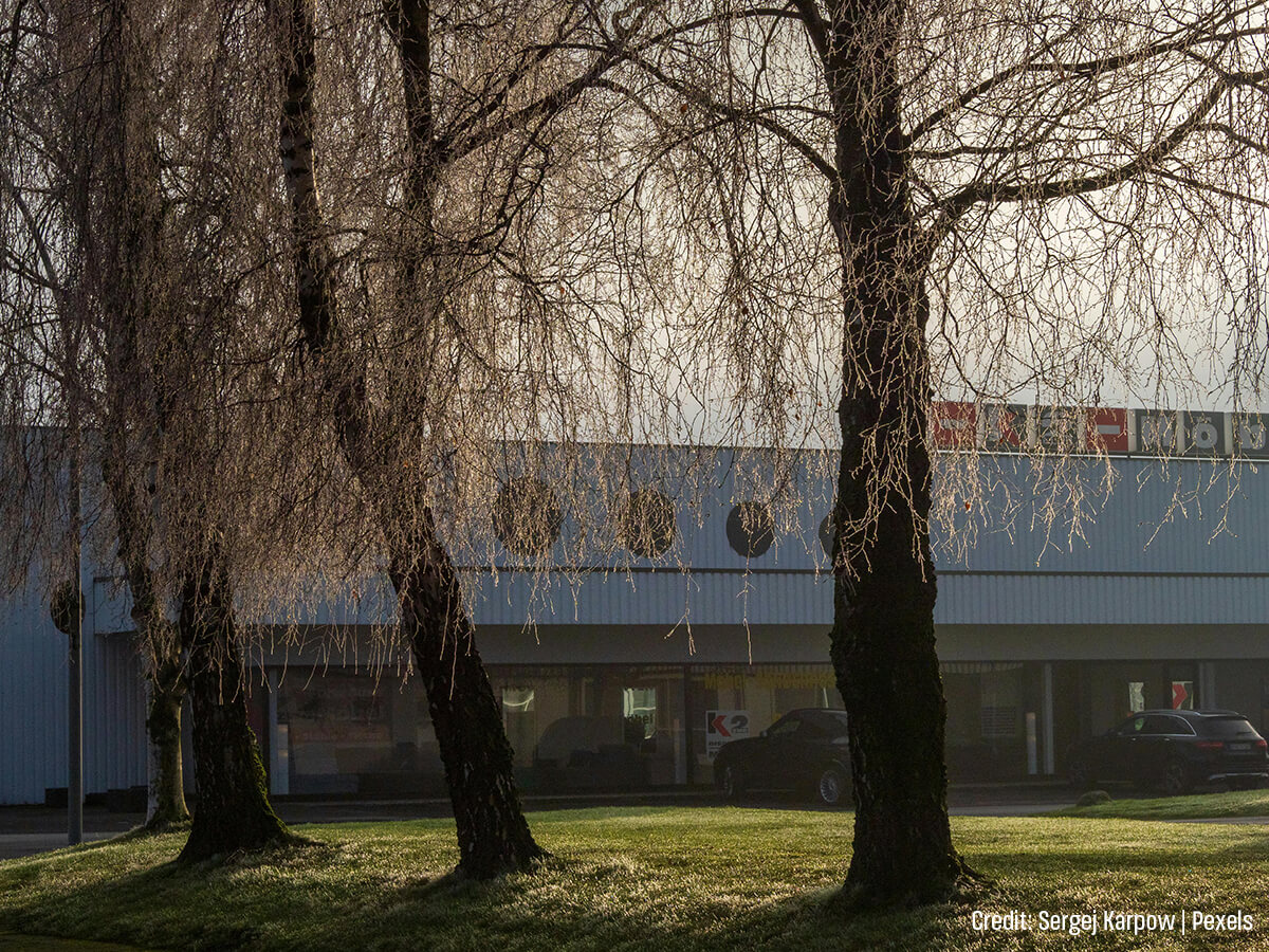 What-About-Hedge-Maintenance-in-Winter