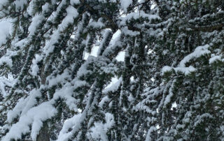 Heavy-Loads-and-Hollow-Limbs-Preventing-Structural-Failure-During-Winter-Storms