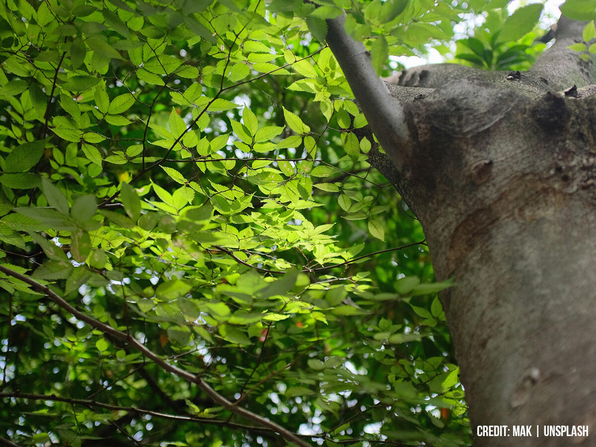 The-Initial-Visual-Inspection