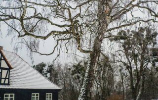 The-Silent-Killer-Strategies-for-Mitigating-De-icing-Salt-Damage-on-Your-Landscape