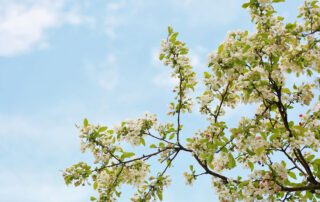 Waking-Up-the-Landscape-A-Complete-Guide-to-Transitioning-Your-Trees-from-Winter-to-Spring