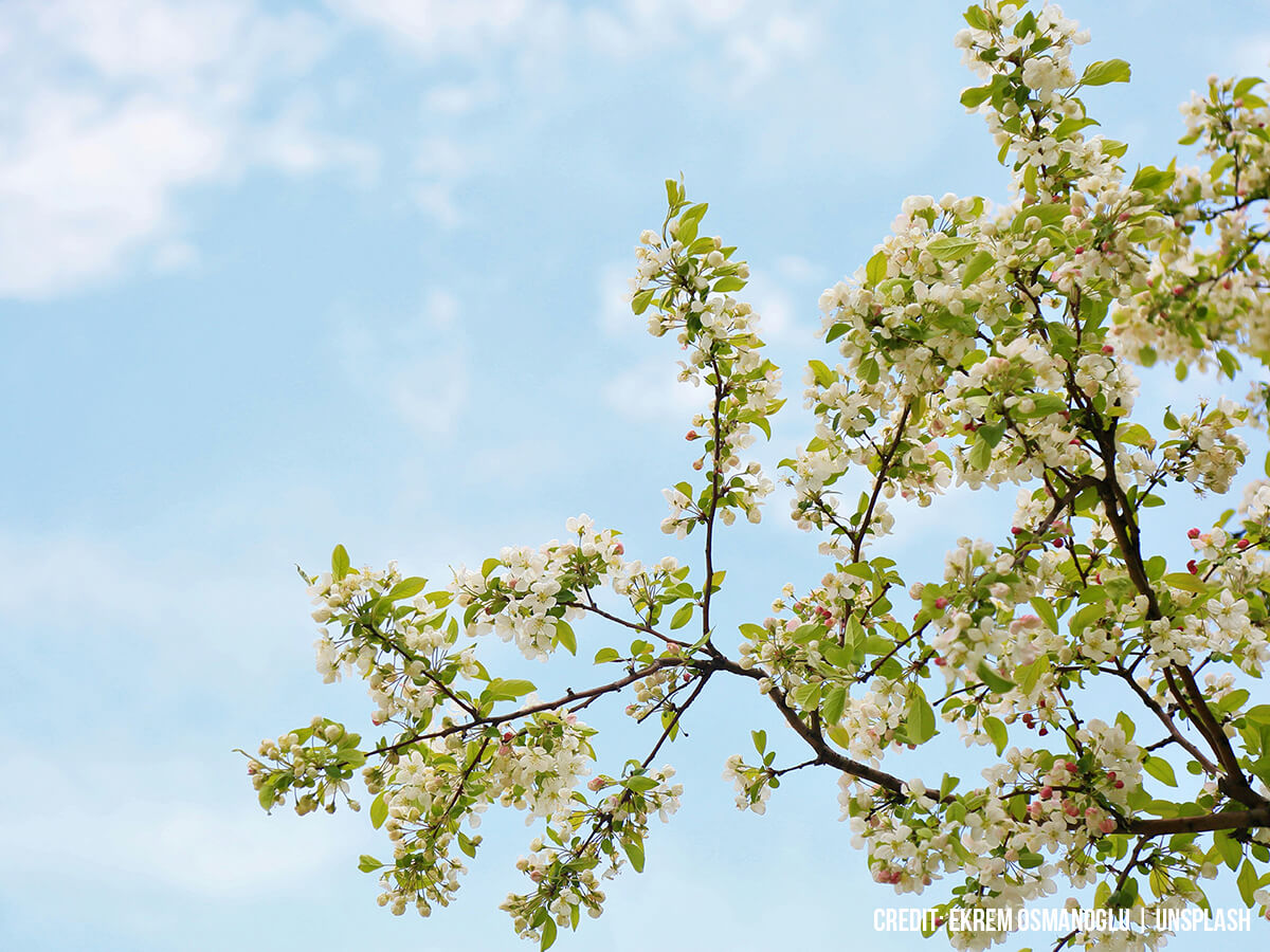 Waking-Up-the-Landscape-A-Complete-Guide-to-Transitioning-Your-Trees-from-Winter-to-Spring