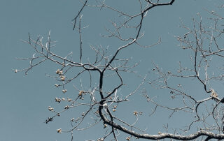 Post-Winter-Autopsy-How-to-Inspect,-Diagnose,-and-Repair-Winter-Tree-Damage