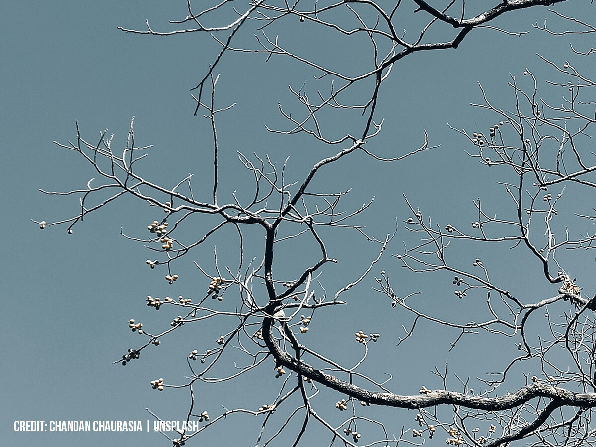 Post-Winter-Autopsy-How-to-Inspect,-Diagnose,-and-Repair-Winter-Tree-Damage