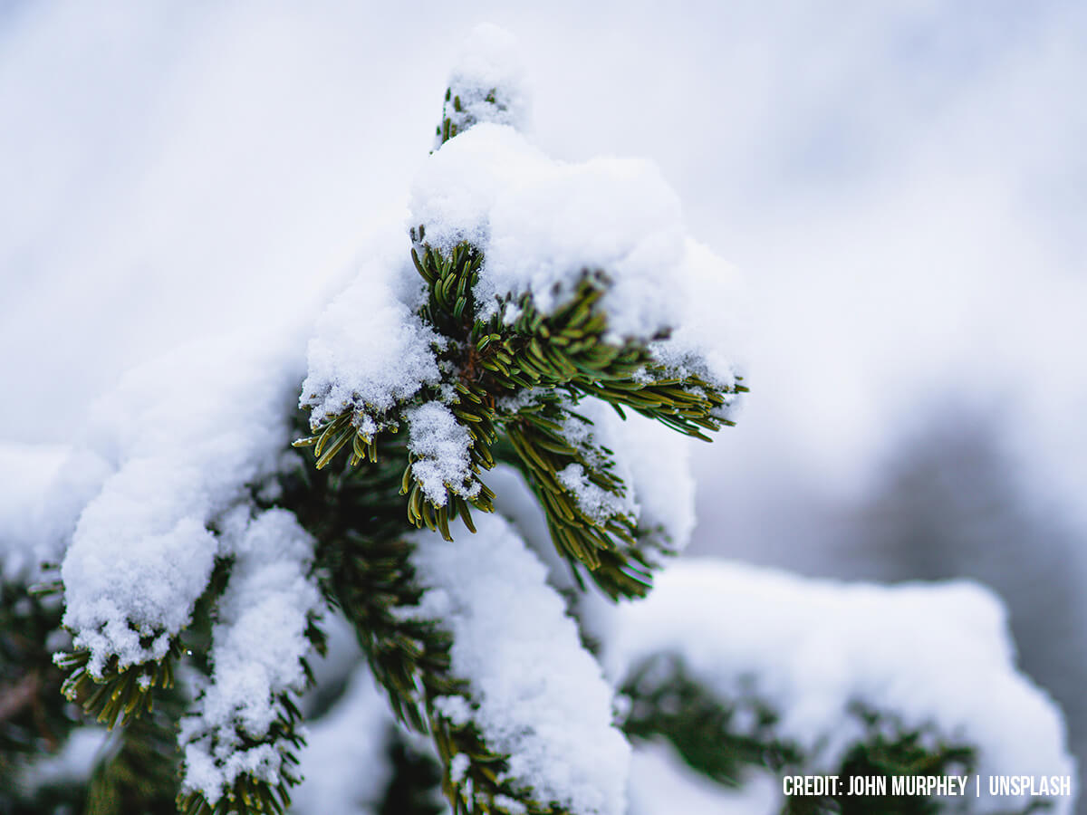 The-Visual-Inspection-Identifying-the-Symptoms.