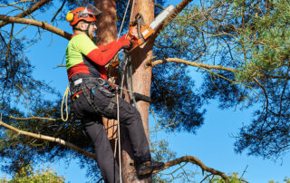 What-to-Expect-During-a-Professional-Tree-Pruning-Service