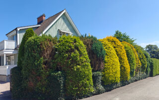 Are-You-Looking-After-Your-Hedges-8-Maintenance-Tips-to-Keep-Your-Living-Fence-Healthy