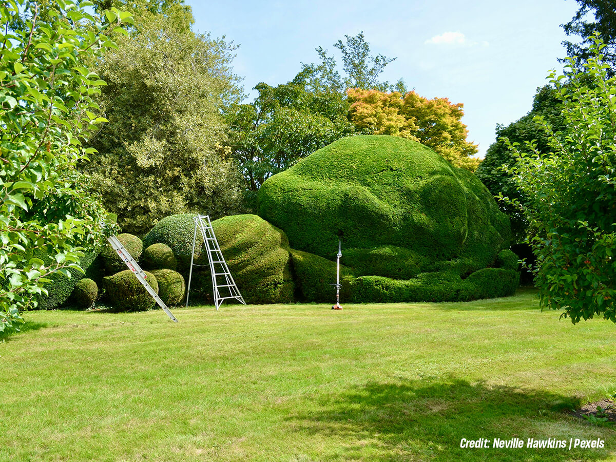 How-Dense-Hedges-Provide-Multi-Sensory-Barriers