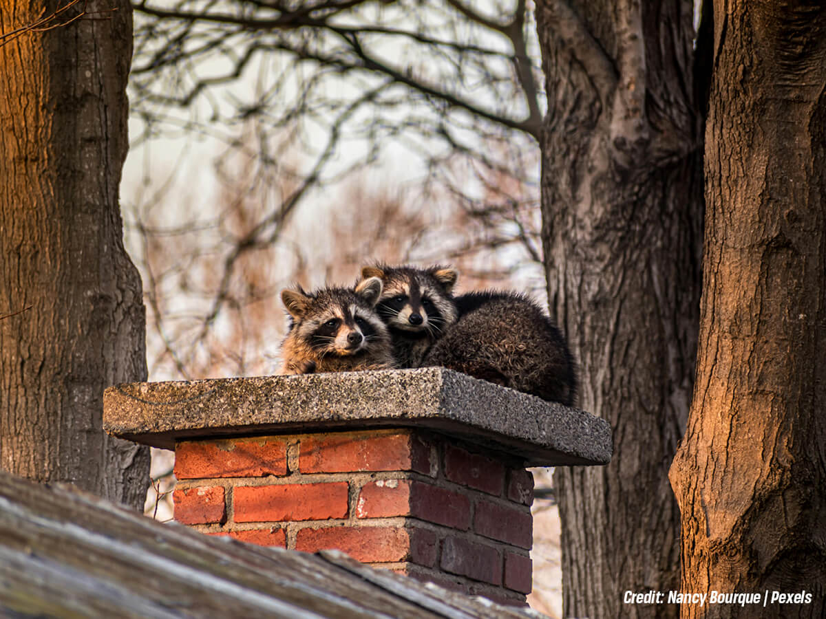Preventing-Costly-Wildlife-Intrusions