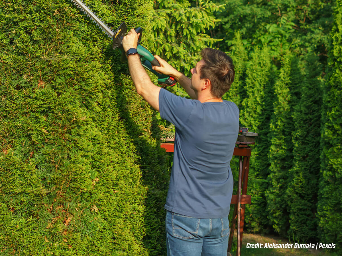 Prune-for-Shape-and-Structural-Integrity