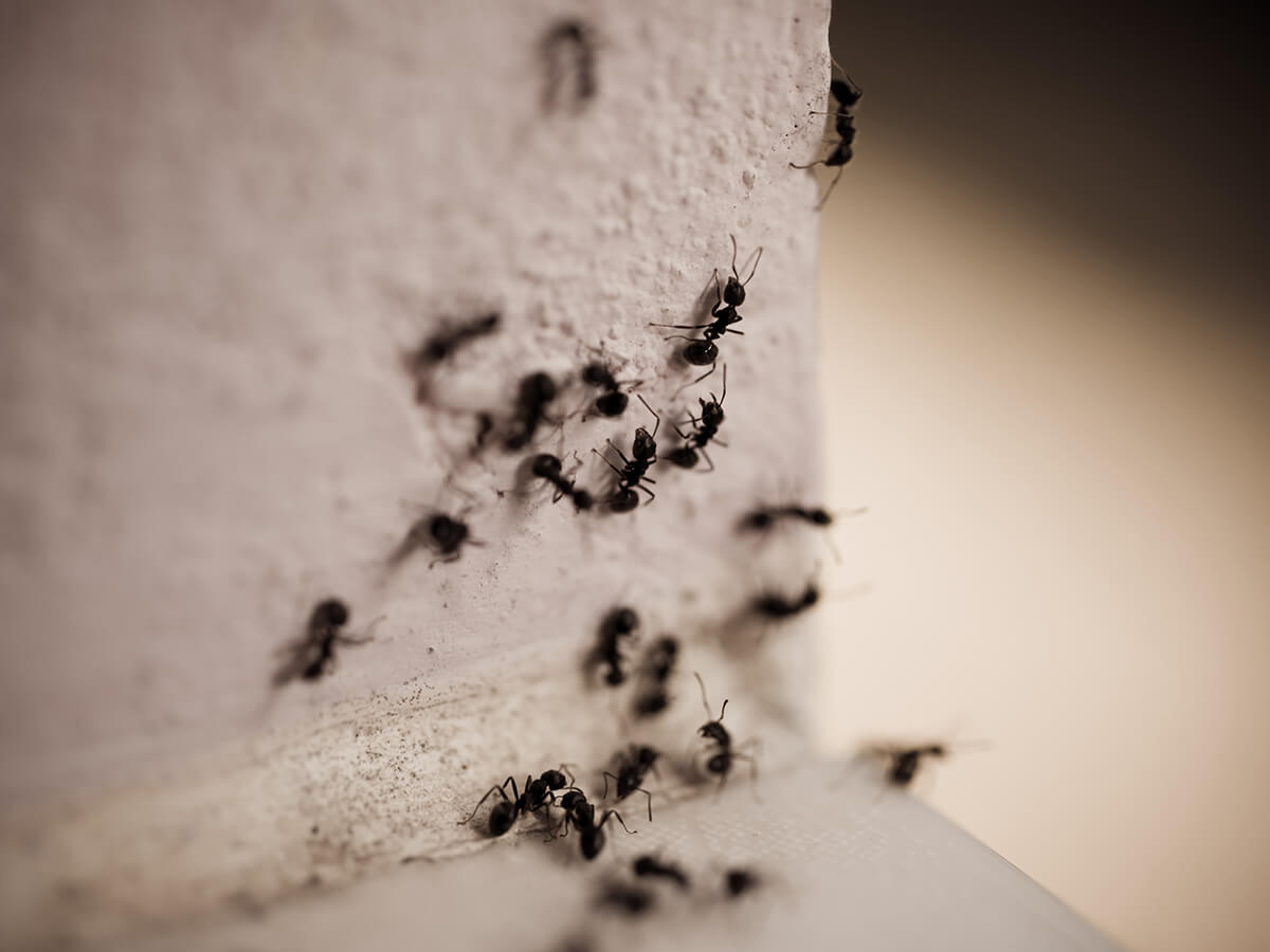 Recognizing-the-Silent-Spread-of-Disease-and-Pests