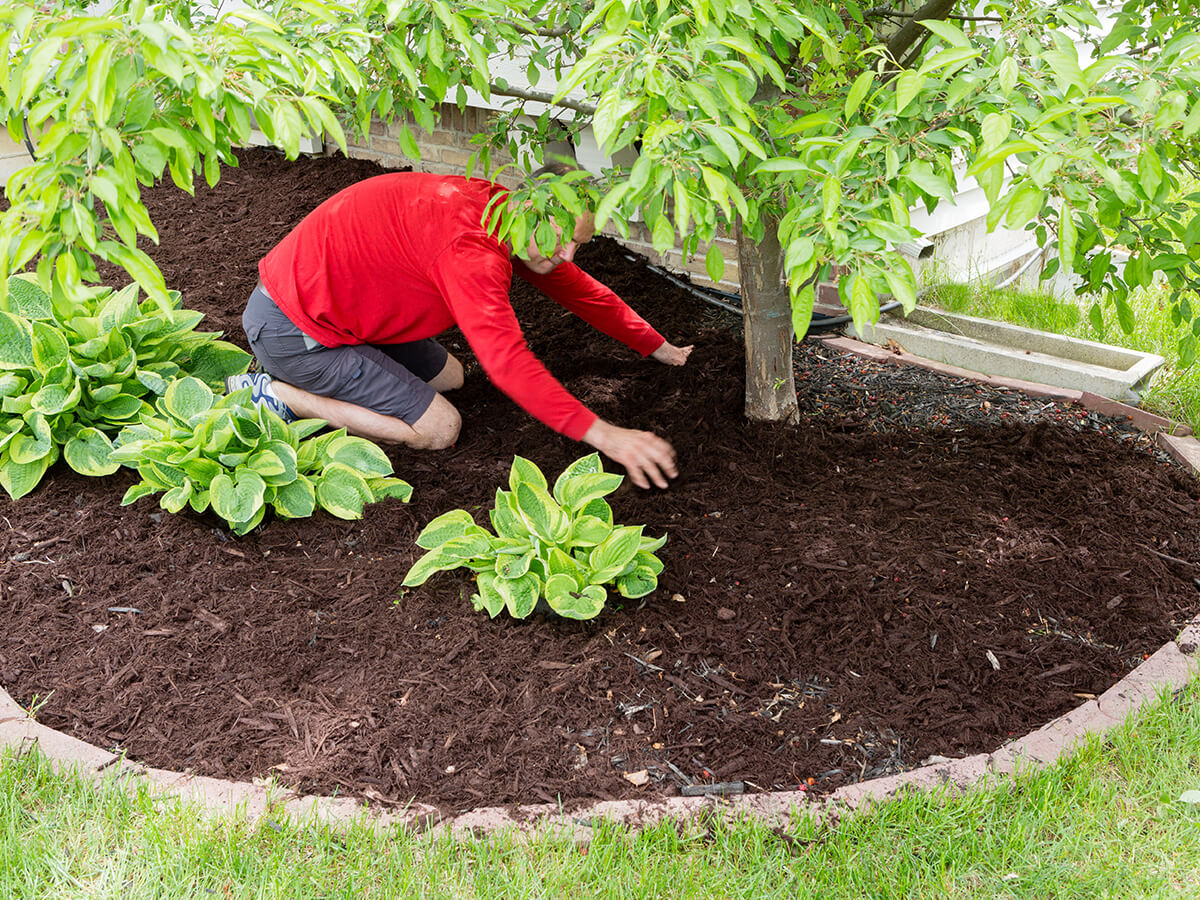 The-Art-of-the-Initial-Planting