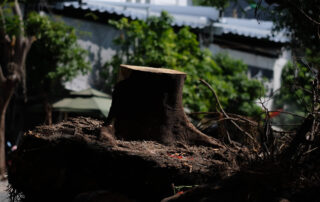 Tree-Replacement-Planning-After-Removal-What-Property-Owners-Should-Know