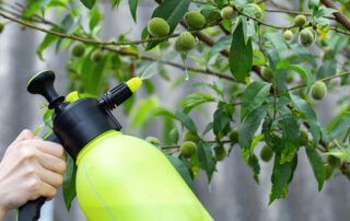 Want-to-Keep-Your-Trees-Healthy-Why-Regular-Spraying-Is-Vital-for-the-Long-term
