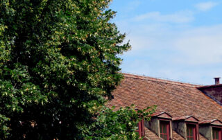 What-Overgrown-Trees-Could-Cost-You-and-How-Pruning-Helps-You-Stay-Protected