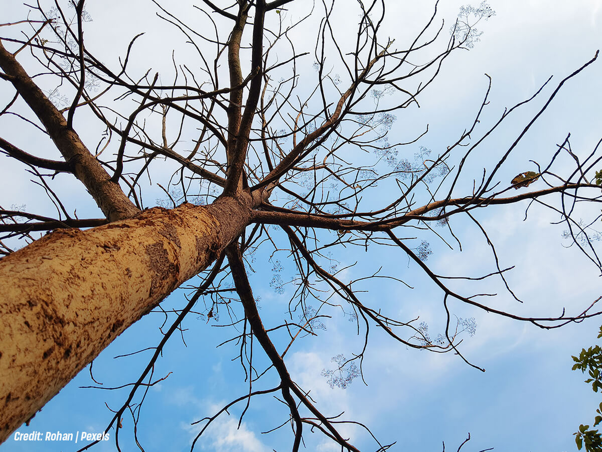 Dead,-Dying,-or-Falling-Branches