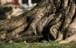 Tree-Removal-101-5-Signs-Your-Tree-Has-Become-a-Safety-Hazard