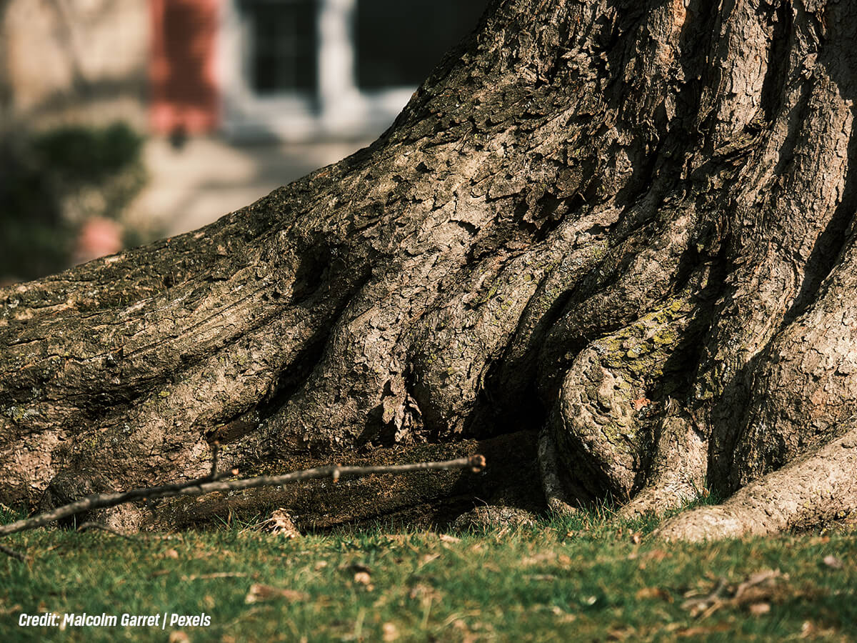 Tree-Removal-101-5-Signs-Your-Tree-Has-Become-a-Safety-Hazard
