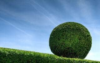 Can-Hedge-Trimming-Improve-Drainage-and-Sunlight-in-Your-Landscape