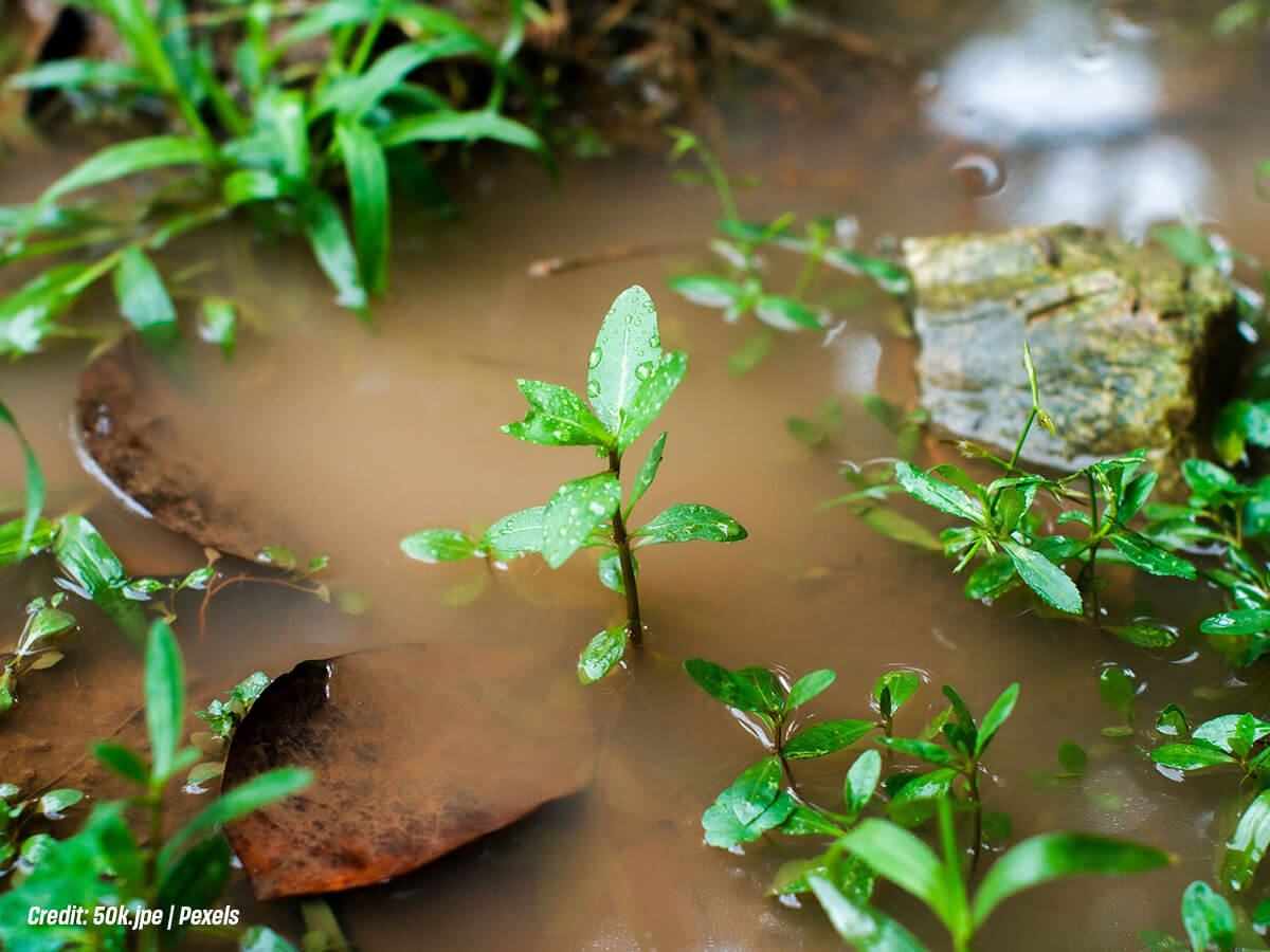 Can-Overgrown-Foliage-Negatively-Affect-Ground-Drainage