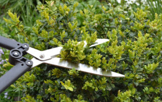 What-Are-the-Signs-Your-Hedge-Needs-More-Than-Just-Trimming