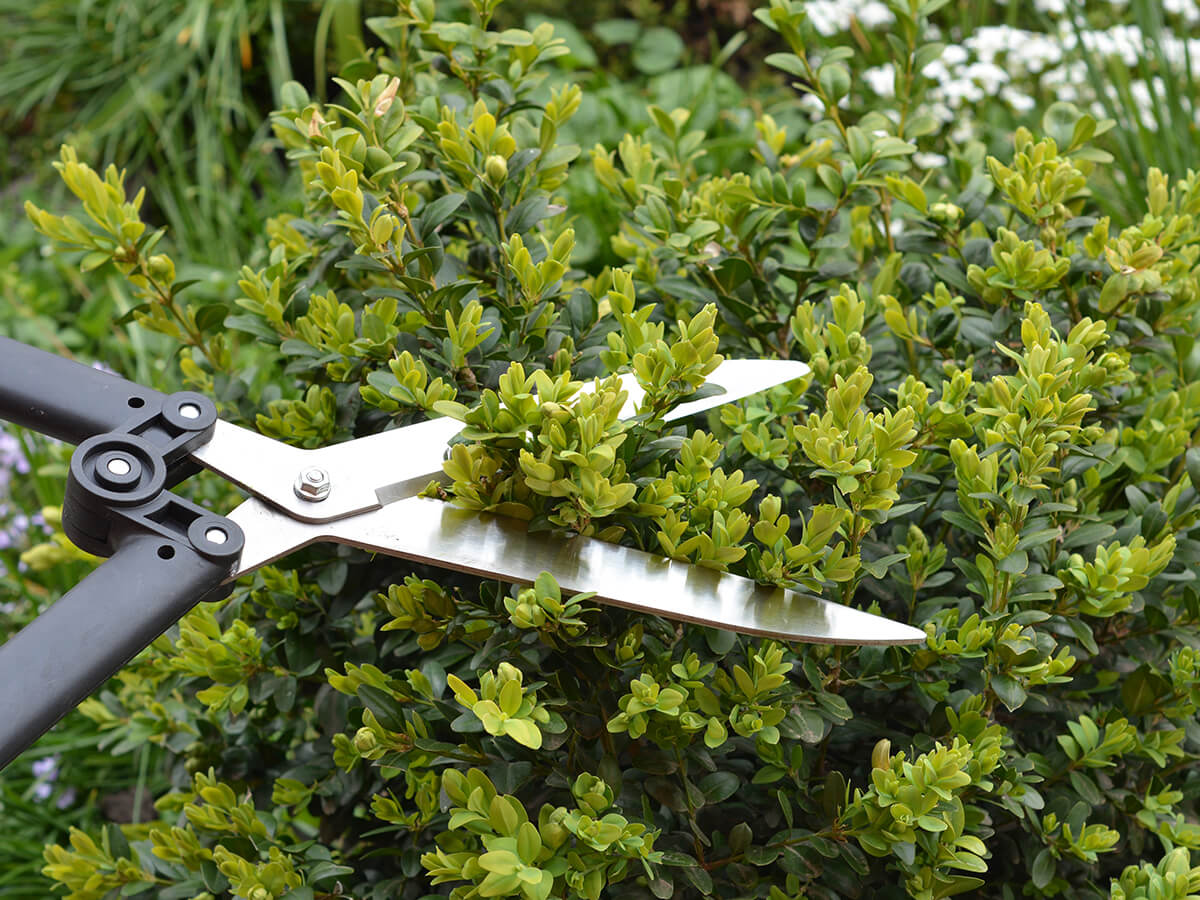 What-Are-the-Signs-Your-Hedge-Needs-More-Than-Just-Trimming