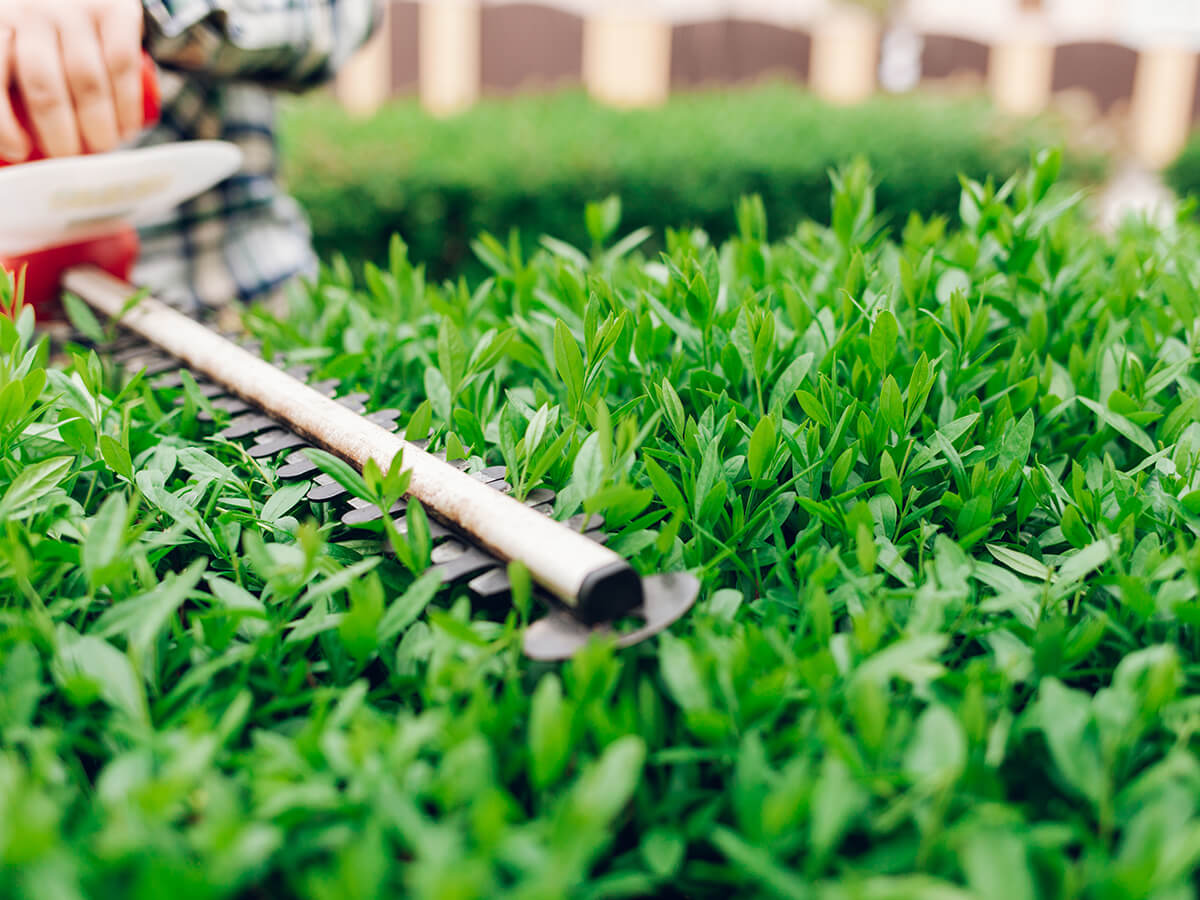 What-Is-the-Scientific-Formula-for-Pruning