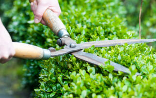 When-Is-It-Too-Late-to-Trim-Your-Hedges