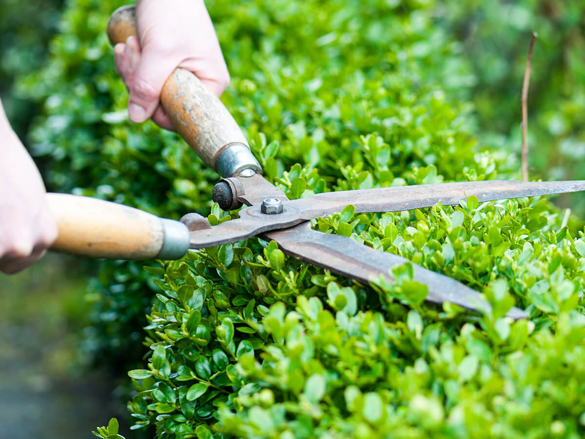 When-Is-It-Too-Late-to-Trim-Your-Hedges