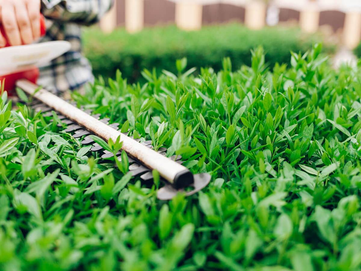 Are-You-Inspecting-for-Pests-and-Disease-Each-Season