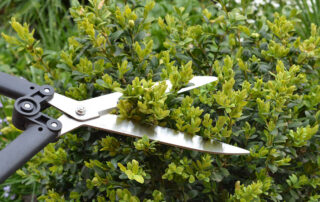Hedge-Need-Trimming-7-Clear-Signs-Your-Hedge-Is-Overdue-for-a-Trim