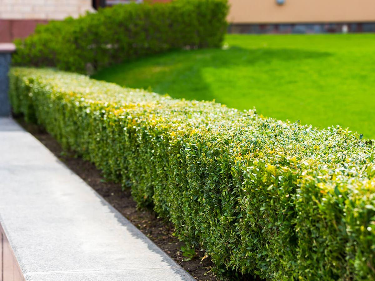 Is-the-Hedge-Growing-Past-the-Shape-You-Set-for-It