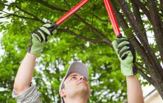 Know-How-to-Give-Your-Trees-Some-TLC-7-Professional-Tips-for-Better-Year-Round-Health