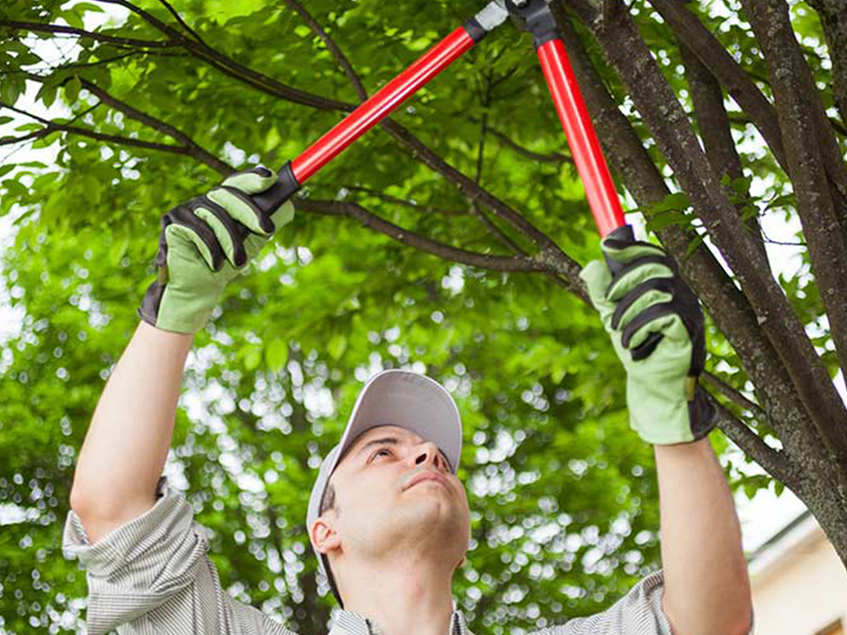 Know-How-to-Give-Your-Trees-Some-TLC-7-Professional-Tips-for-Better-Year-Round-Health