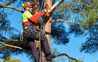 Remembered-to-Vet-Your-Pruners-First-8-Questions-to-Ask-Before-Letting-an-Arborist-Prune