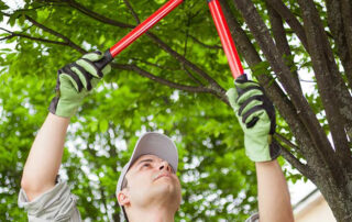 Want-Your-Trees-to-Stay-Healthy-7-Ways-Professional-Pruning-Aids-Long-Term-Tree-Health