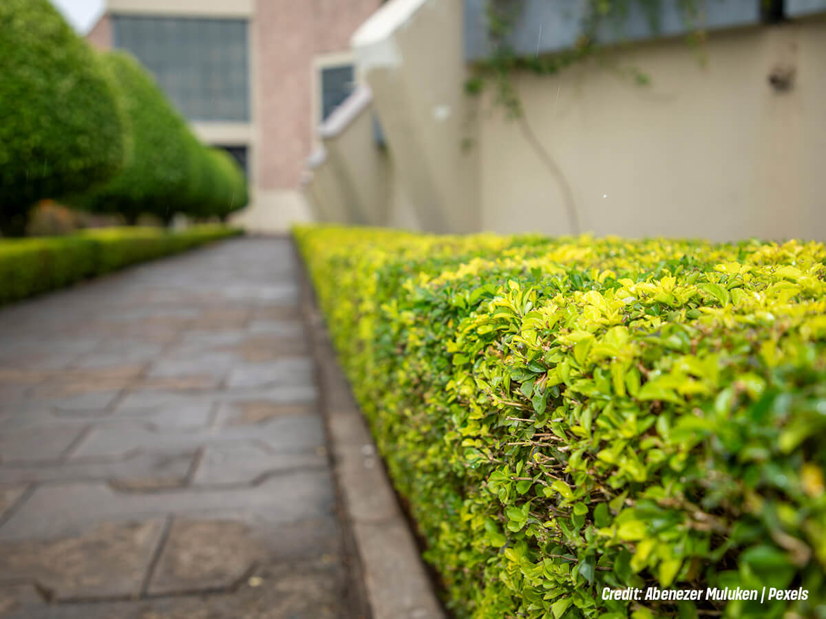 What-Does-Pruning-Do-That-Simply-Letting-a-Hedge-Grow-Cannot
