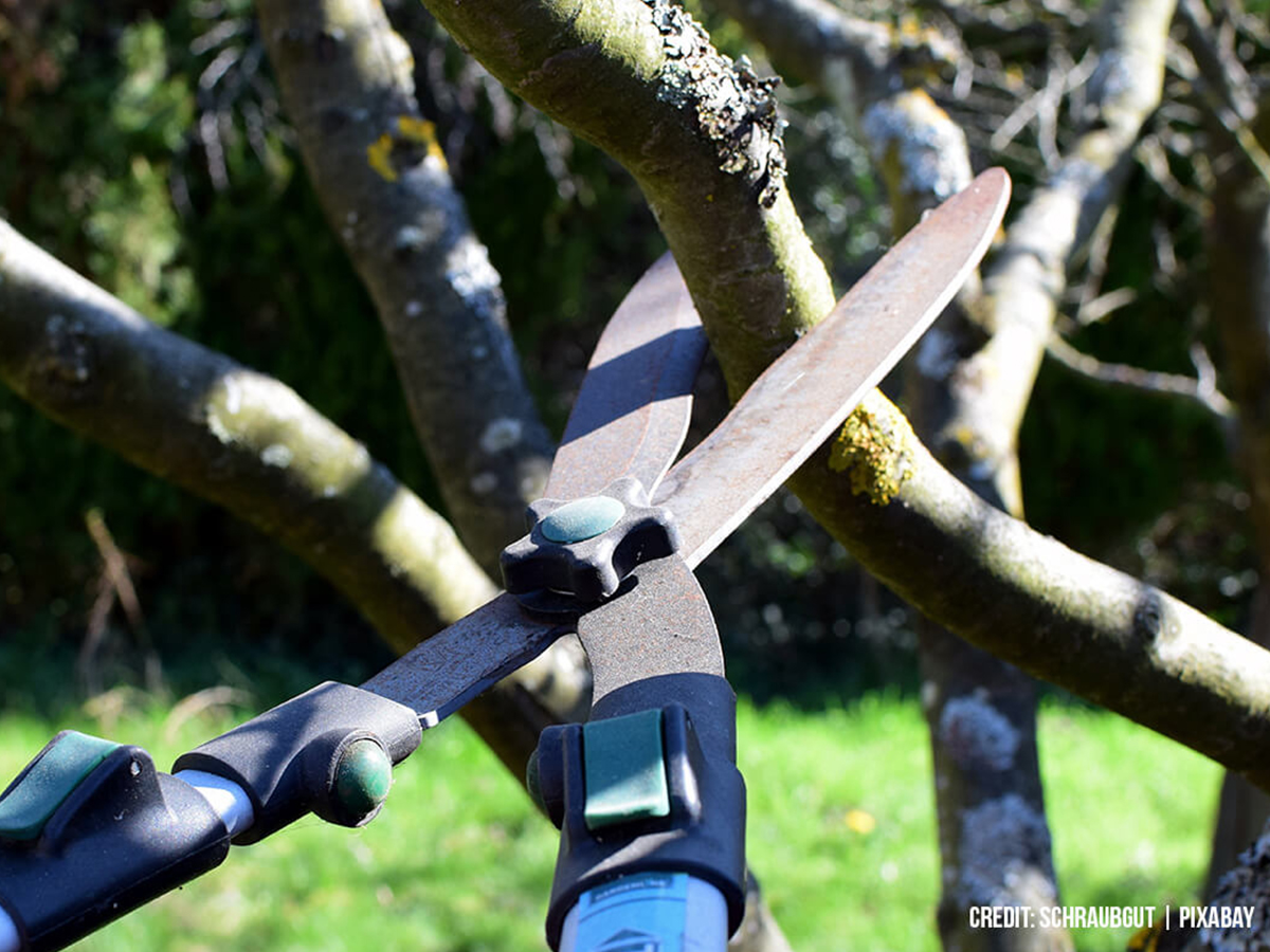 What-Pruning-Method-Will-You-Use,-and-Why
