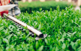 Why-Bother-Pruning-Why-Regular-Pruning-Keeps-Your-Hedge-Thick-and-Healthy