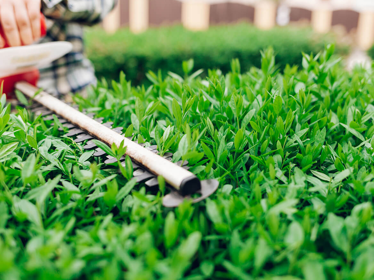 Why-Bother-Pruning-Why-Regular-Pruning-Keeps-Your-Hedge-Thick-and-Healthy