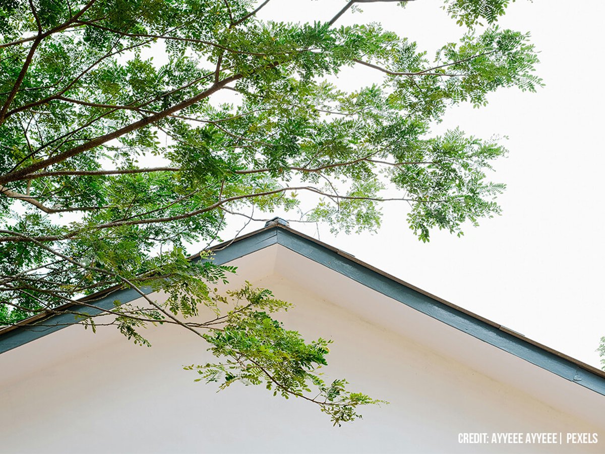 Why-Does-Each-Branch-Need-to-Come-Off