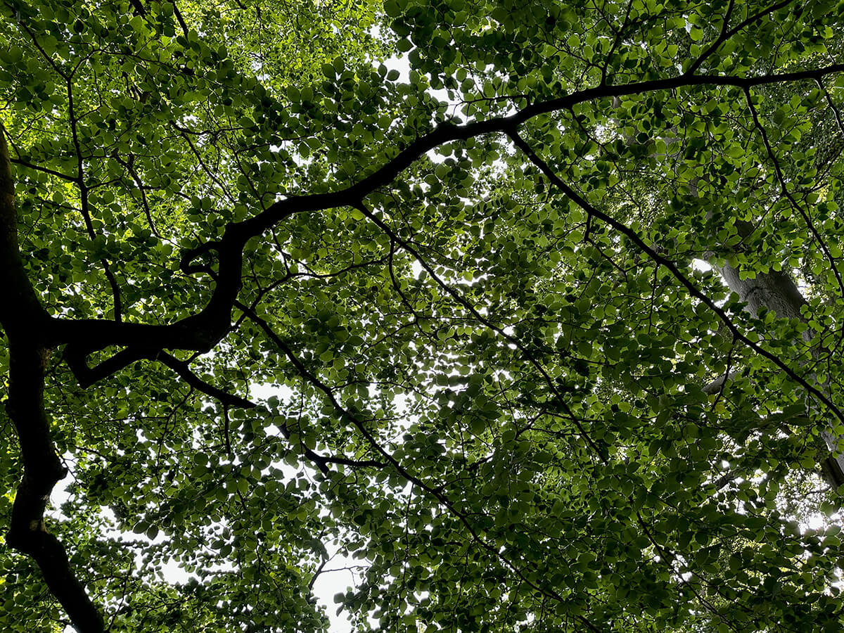 Are-Branches-Dying-From-the-Tips-Inward