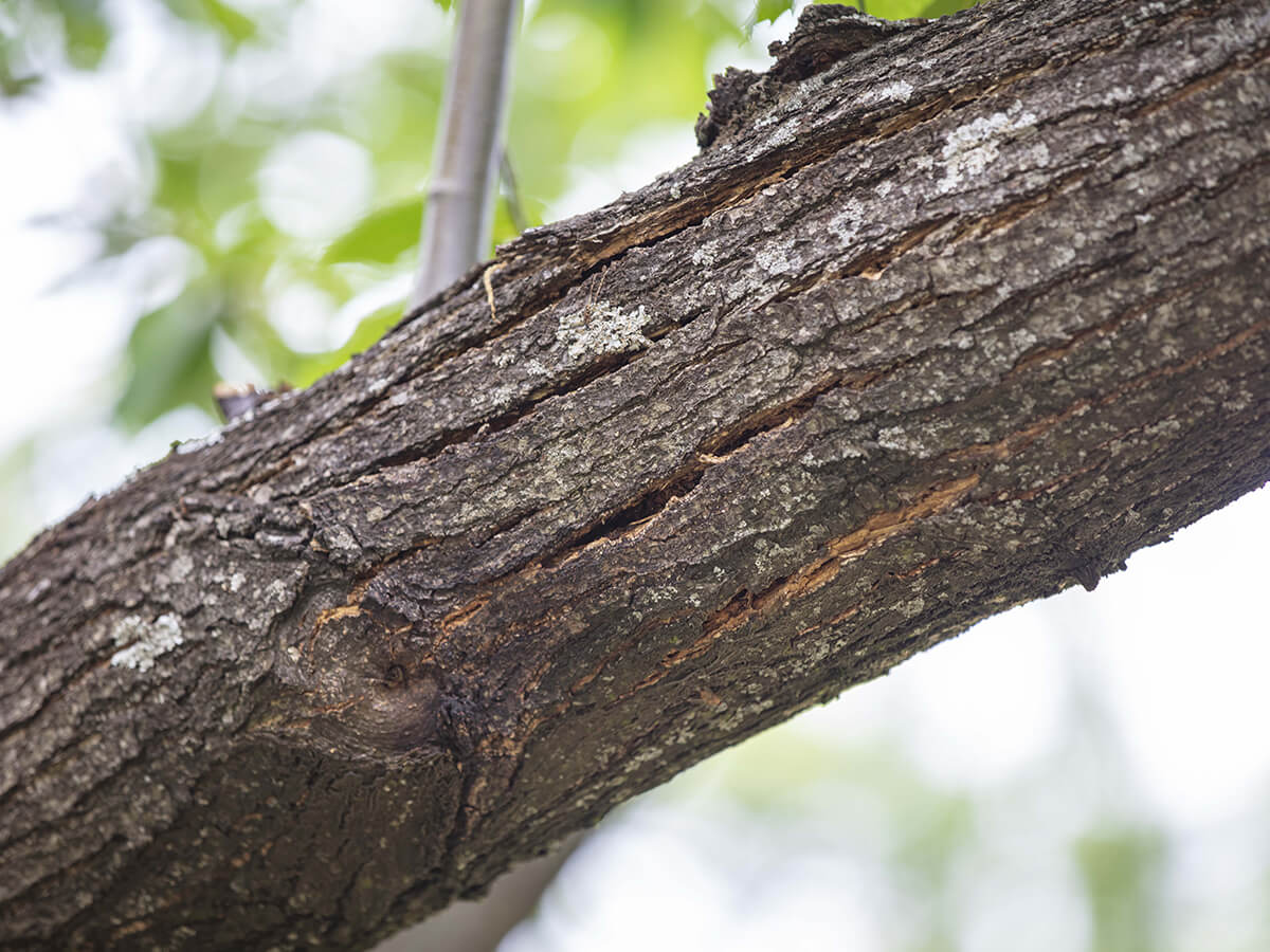Are-There-Cracks-or-Splits-in-the-Branches