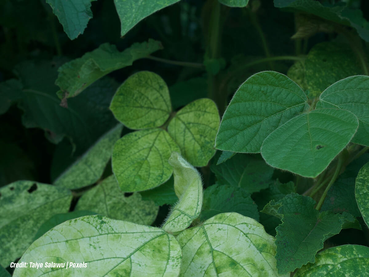 Are-the-Leaves-Discoloured-or-Spotted-Out-of-Season