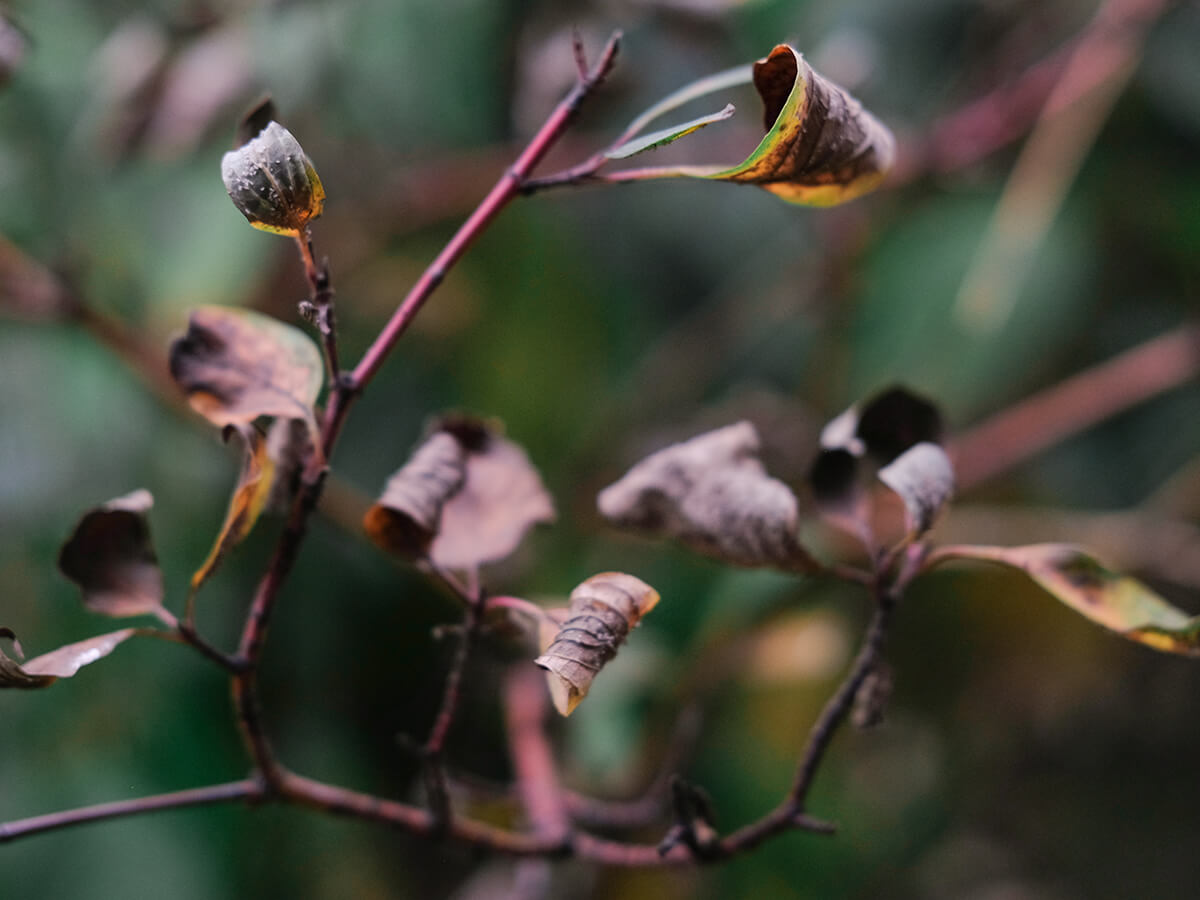 Are-the-Leaves-Wilting-or-Drooping