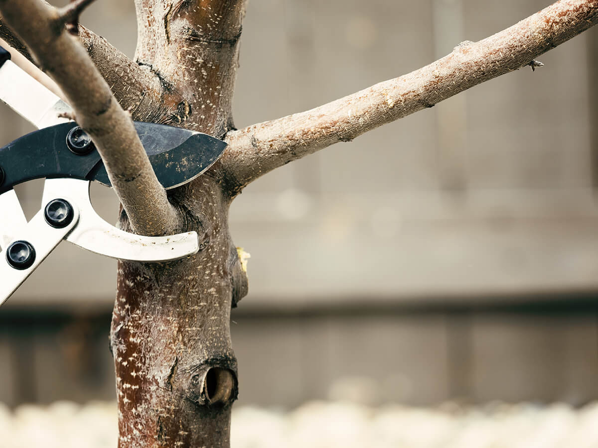 Can-Pruning-in-Autumn-Trigger-New-Growth-Before-Winter