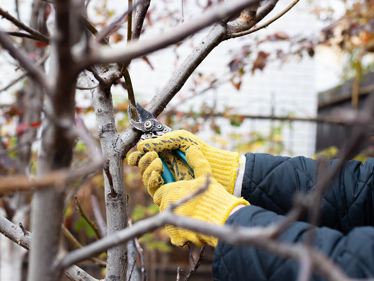 Does-Late-Season-Trimming-Drain-the-Tree's-Energy-Reserves