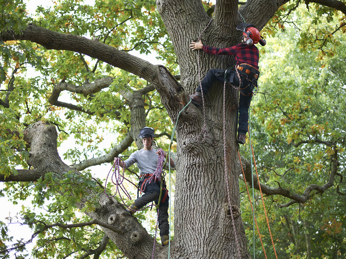 Does-a-Cabled-Tree-Need-Ongoing-Care
