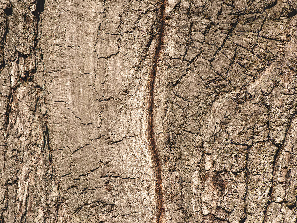 Is-the-Bark-Cracking-or-Peeling